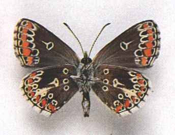 Aricia agestis ab. discoelongata (Internet Image property of respective owner, non-commercial use only)